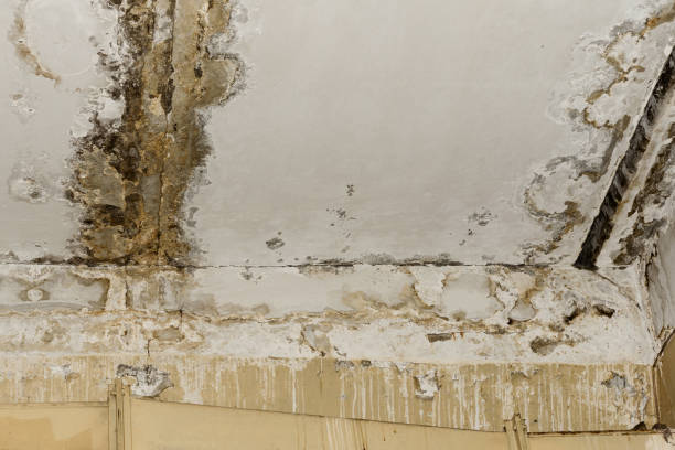 Best Basement water damage restoration  in , WV