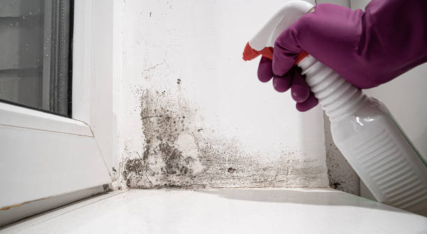 Best Water damage restoration specialists  in , WV